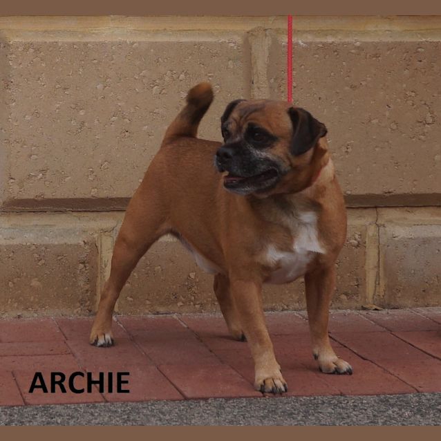Photo of Archie