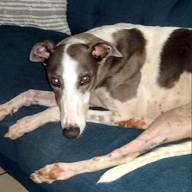 Photo of Orchid.   Rockhampton