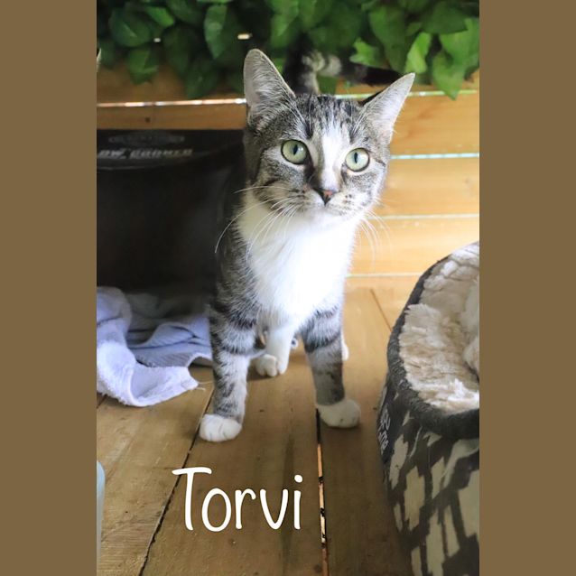 Photo of Torvi 