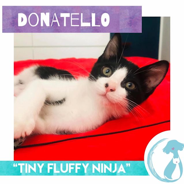 Photo of Donatello 