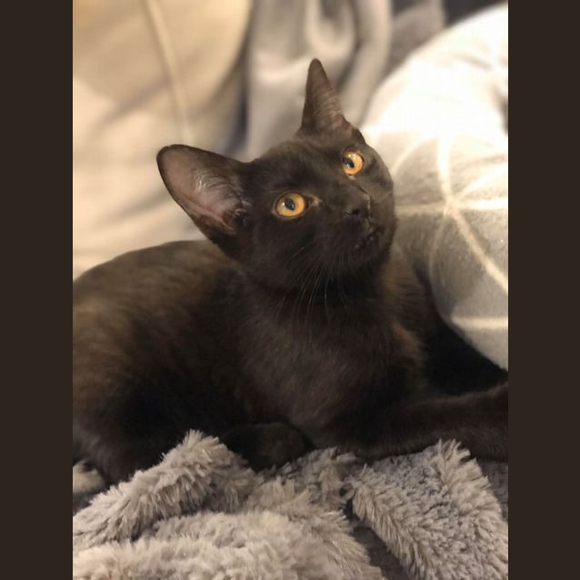 Photo of Boo