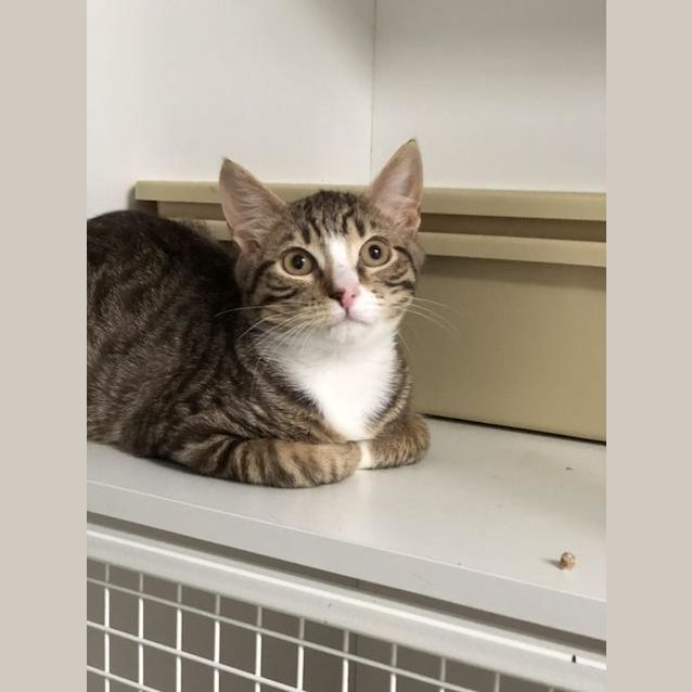 Photo of Jet