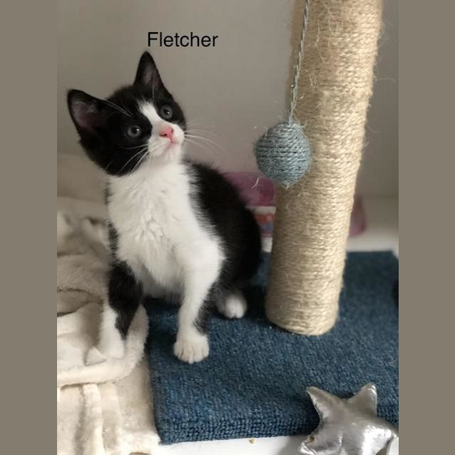 Photo of Fletcher