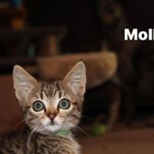 Photo of Molly