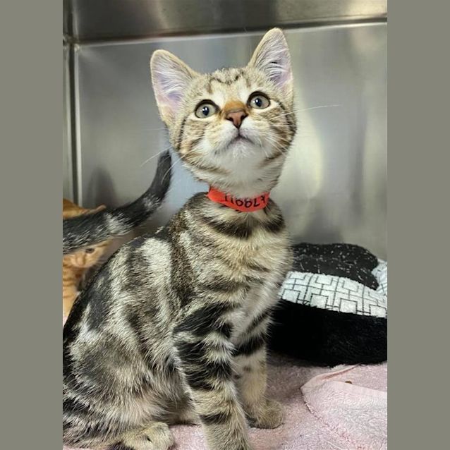 Photo of Sesame