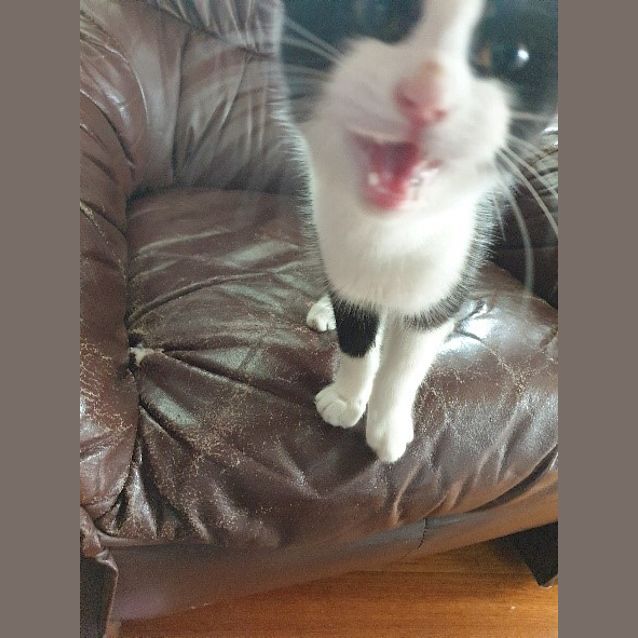Photo of Tux