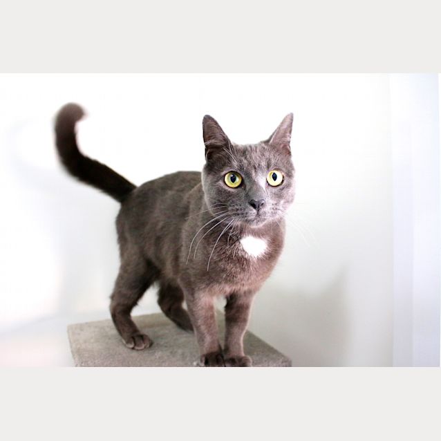 Photo of Chia ~ 2yo Russian Blue (On Trial 17/4/20)