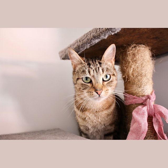 Photo of Charlotte ~ 3yo Female Cat (On Trial 17/4/20)