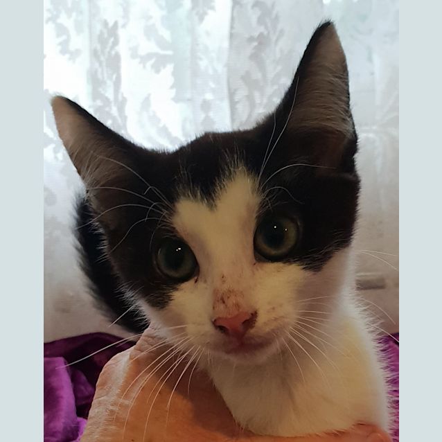 Photo of Jasper 