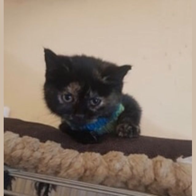 Photo of Cleo