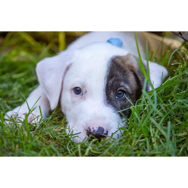 Photo of Hudson ~Bull Arabx Wolfhoundx Dane (On Trial 23/4/20)