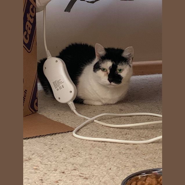 Photo of Tillie