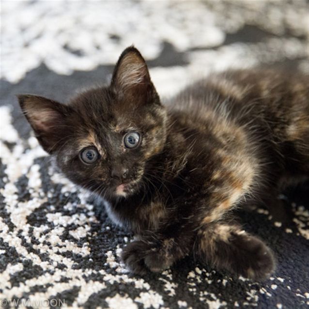 Photo of Sweetie
