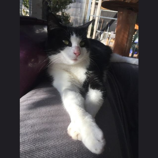 Photo of Soxy Sky