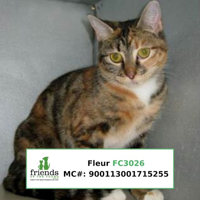 Photo of Fleur
