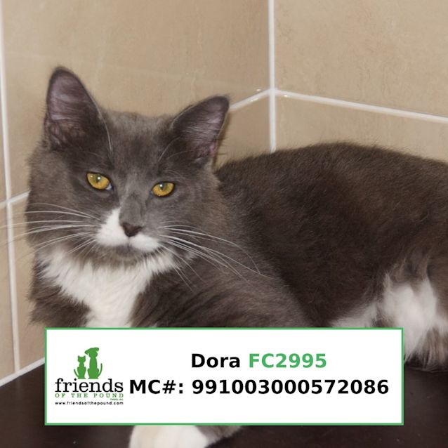 Photo of Dora