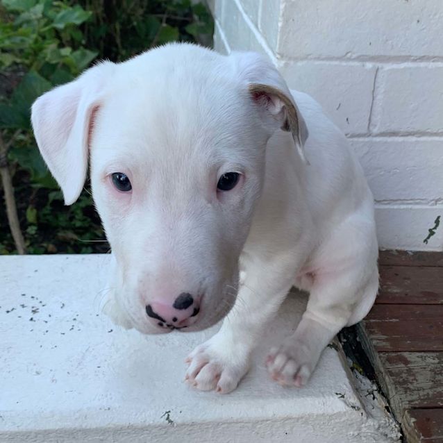 Photo of Cash ~Bull Arabx Wolfhoundx Dane Pup On Trial 24/4/20