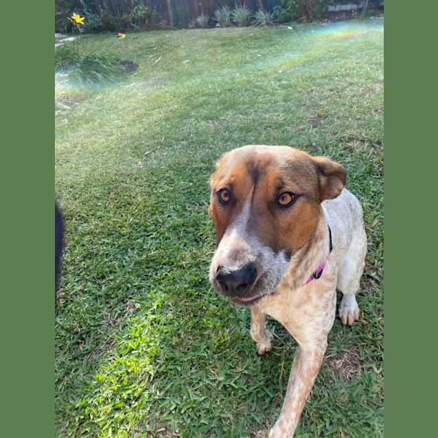 Photo of Luna Dl2418