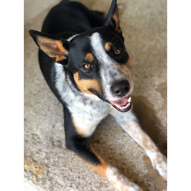 Photo of Jet ~ 10mo Kelpie X Cattledog (On Trial 23/5/20)