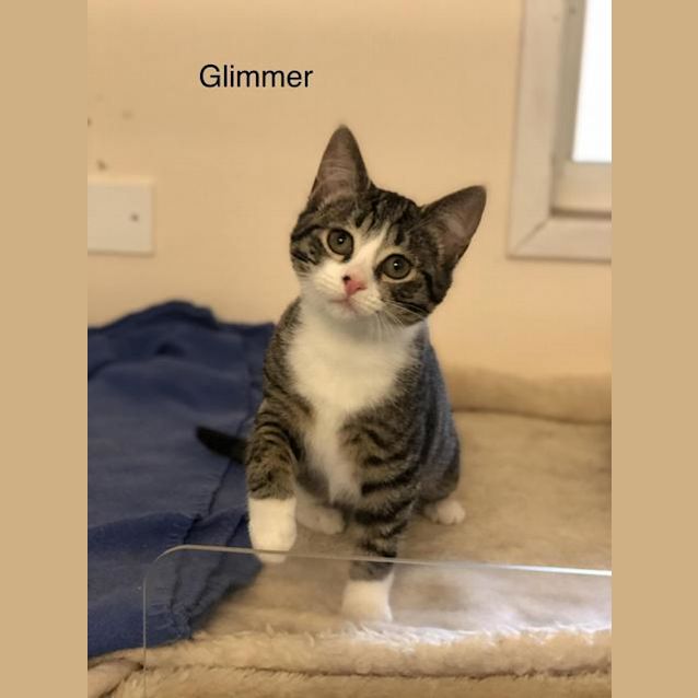 Photo of Glimmer