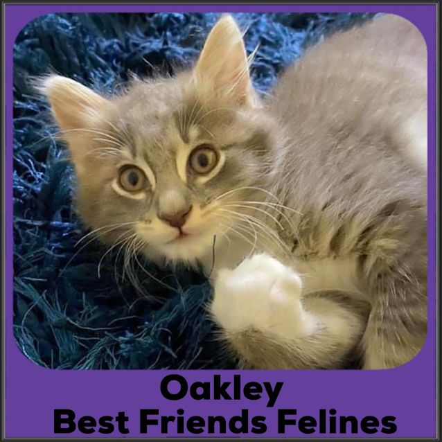 Photo of Oakley 