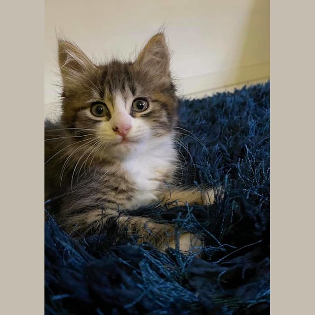 Photo of Willow 