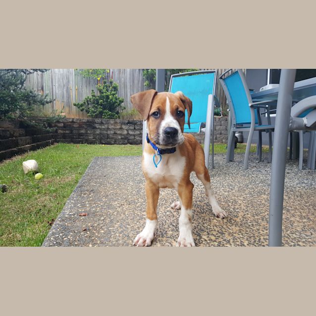 Photo of Pepsi