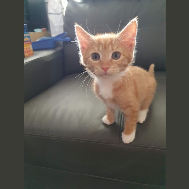Photo of Henrietta
