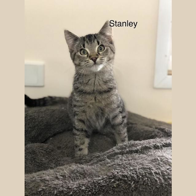 Photo of Stanley