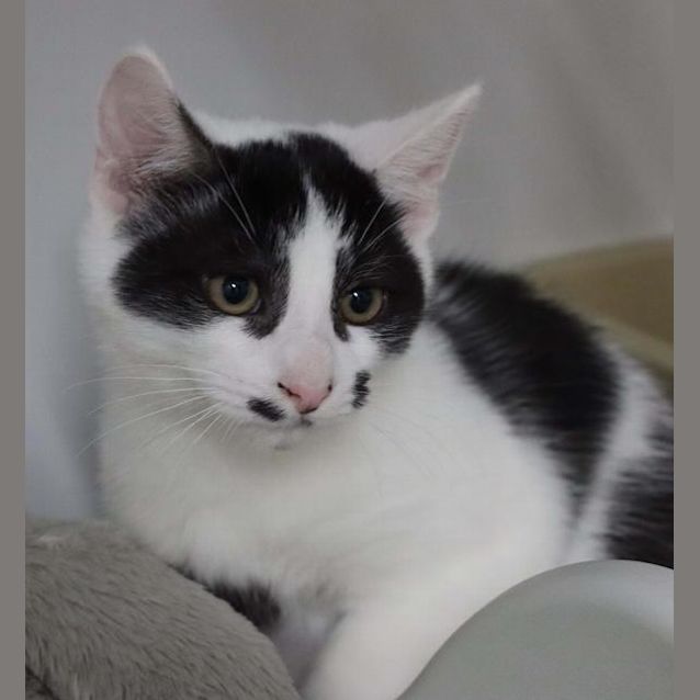 Photo of Apollo