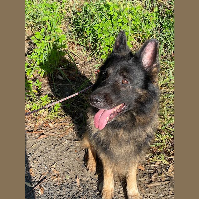 Photo of Mojo