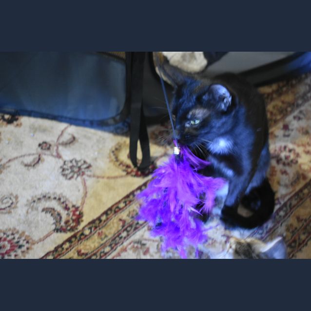 Photo of Bella   Located In Eltham