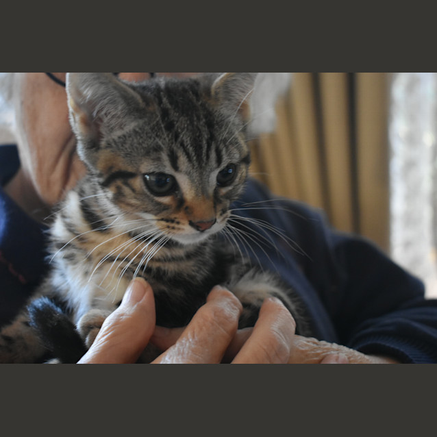 Photo of Loki   Located In Eltham