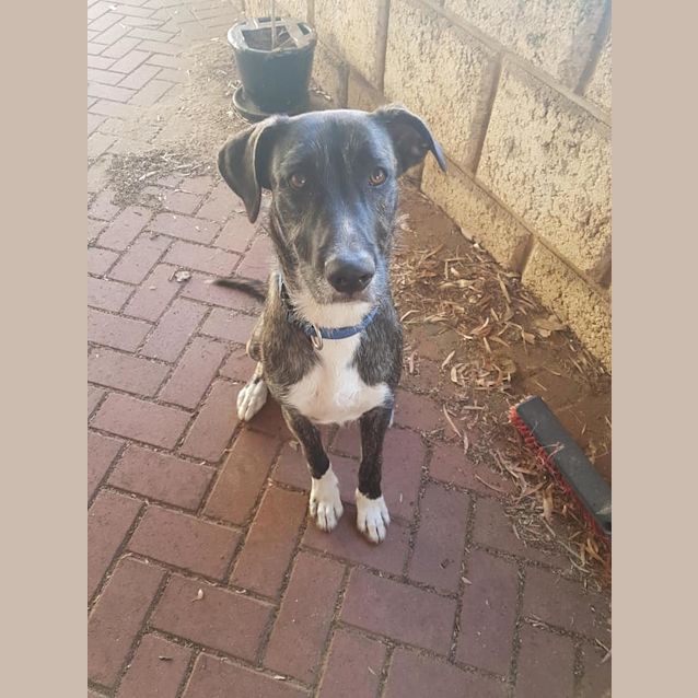 Photo of Chester Dl2440