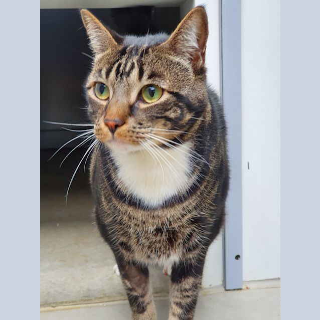 Photo of Chief