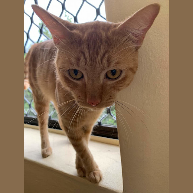 Photo of Dennis 