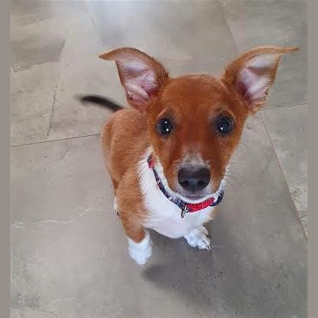 Photo of Rusty