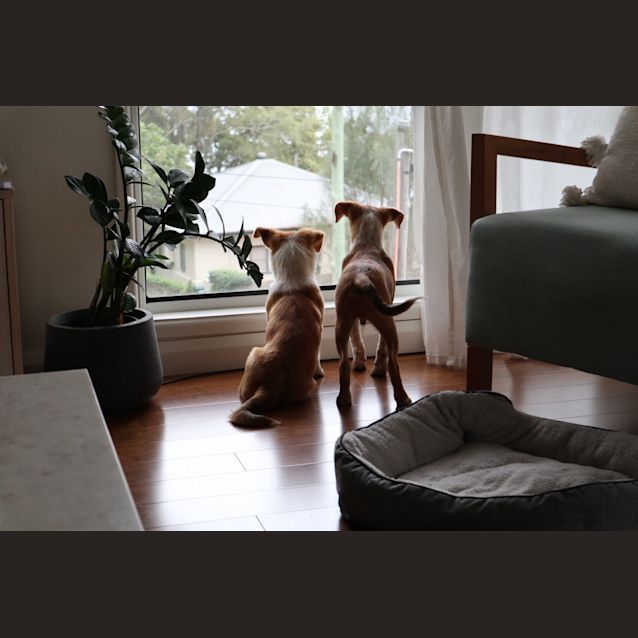 Photo of Lucy And Ollie