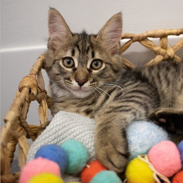 Photo of Percy