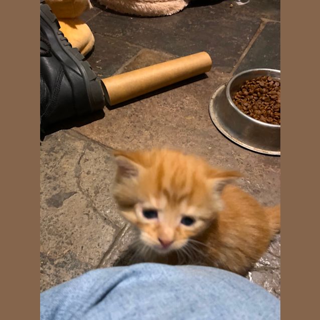 Photo of Ninja