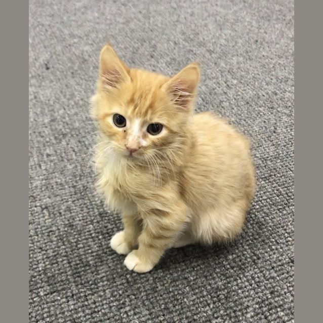 Photo of Ron