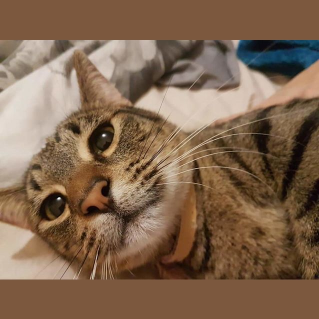 Photo of Ace 