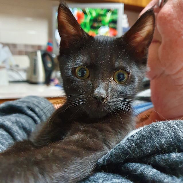 Photo of Onyx
