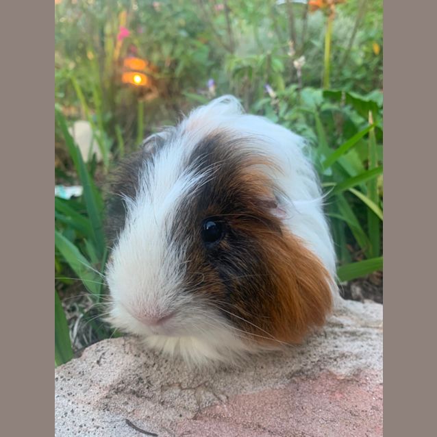 Photo of Poderick & Beric 