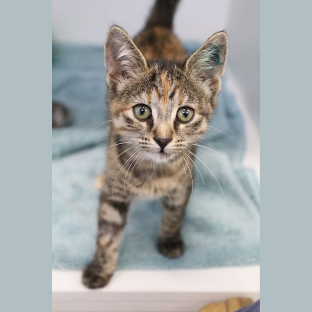 Photo of Callie