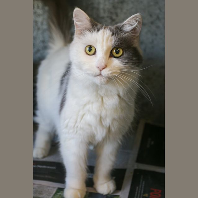 Photo of Minka