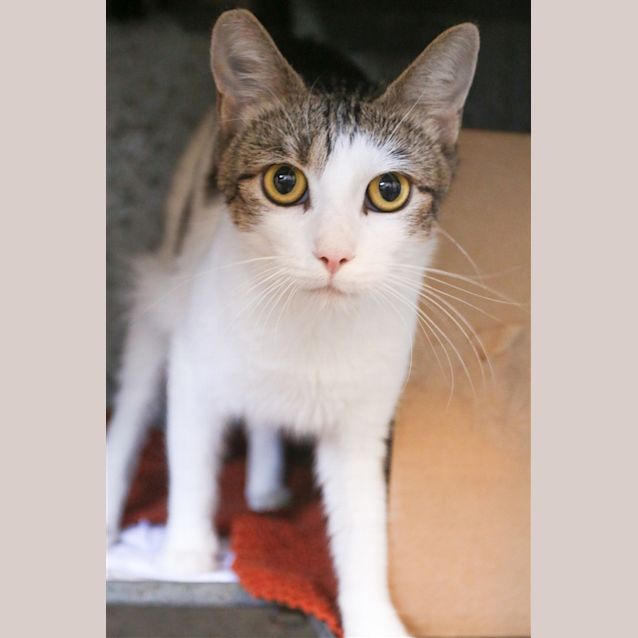 Photo of Piper