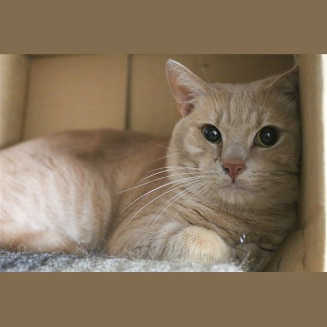 Photo of Oscar