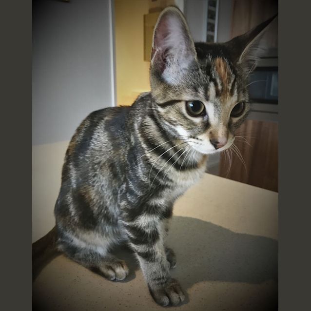 Photo of Pippa