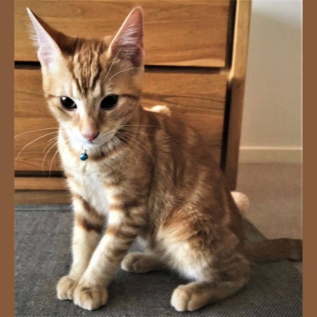 Photo of Felix